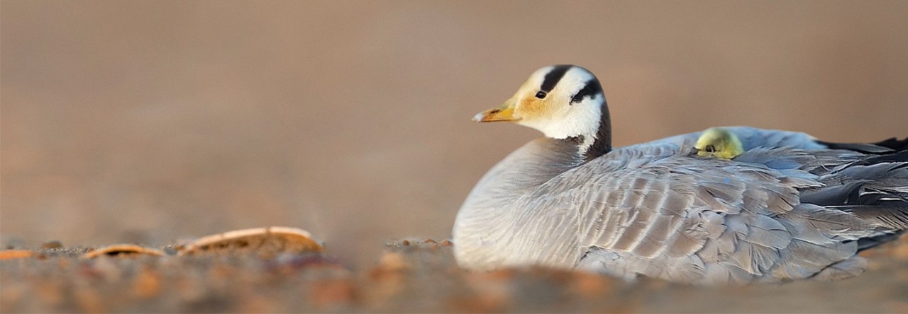 فناوری کمک در حفاظت گونه ای از شگفت انگیز ترین پرندگان جهان