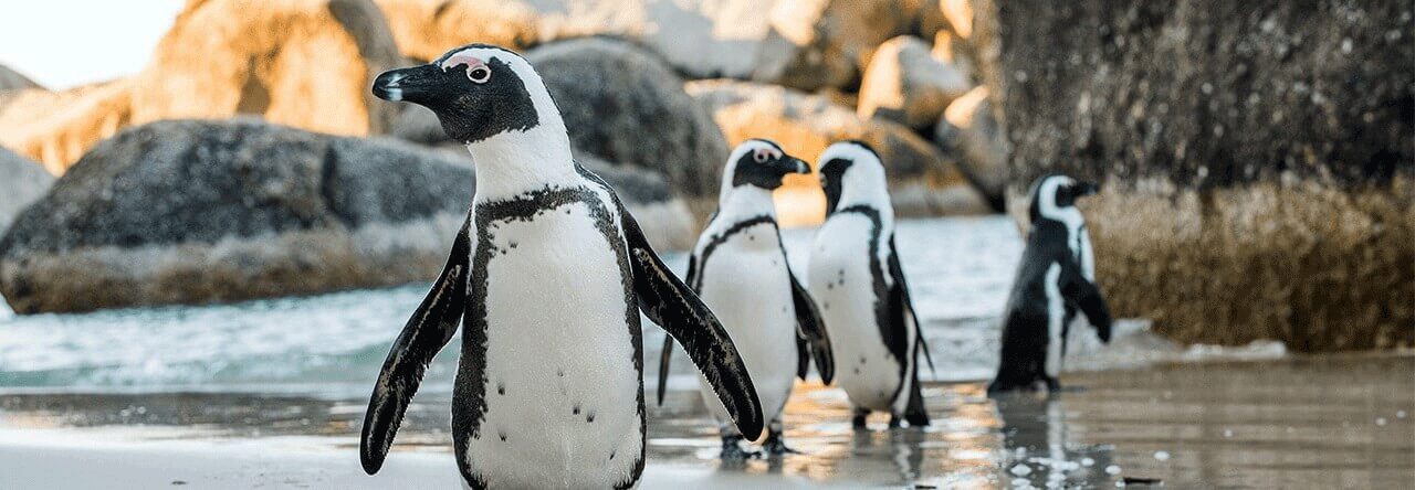 چگونه فناوری هوشمند هایک ویژن از پنگوئن ها محافظت می کند؟